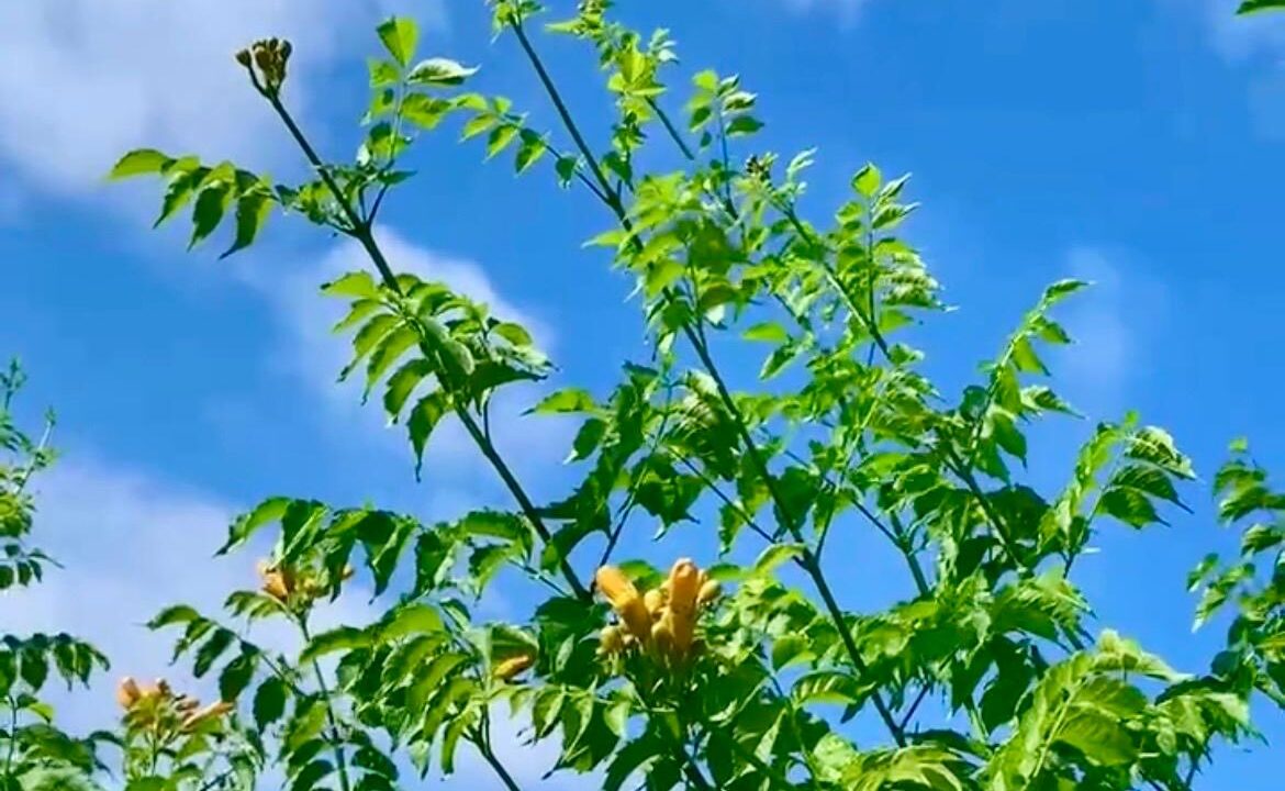 4ae9c9ab-494c-44b4-a419-b3443f31f58d-l.jpeg