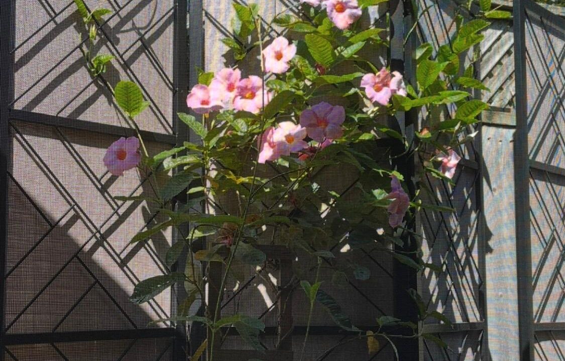 b6d67e87-f23b-4cb8-833f-f0382e0e174c-l.jpeg